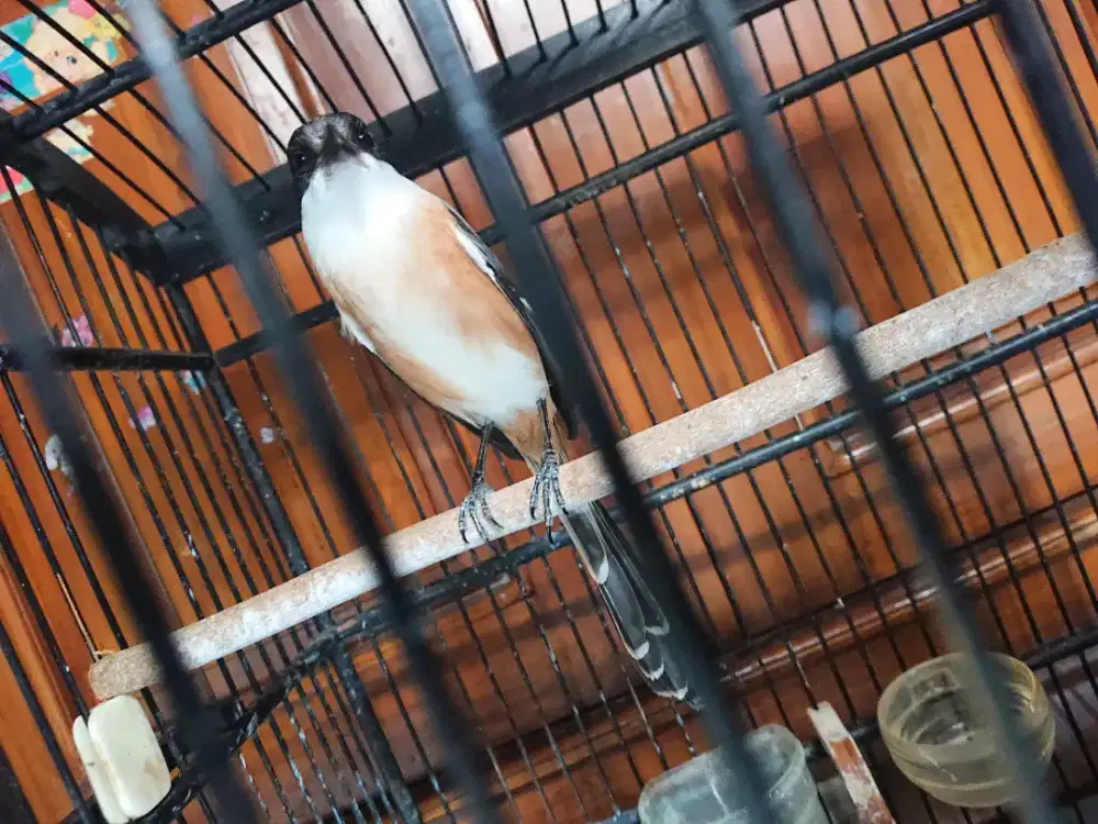 Pentet MH  dah rajin jinak lalat pore total