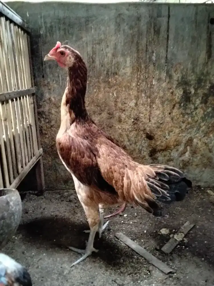 dere ayam pelung jumbo trah bagus