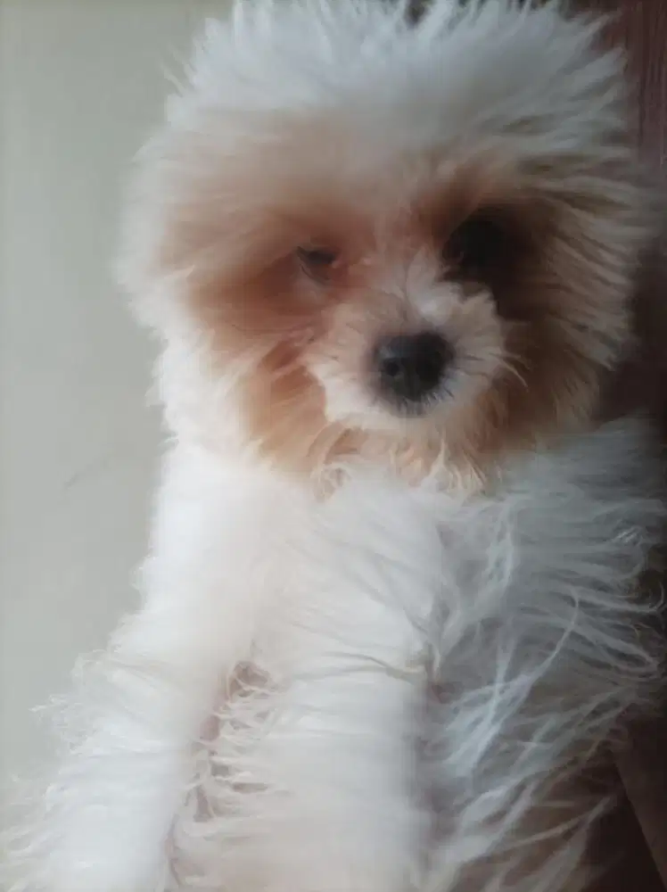 Baby maltipoo betina cantik