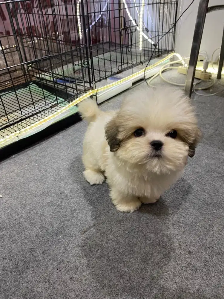 Shih tzu jantan fluffy