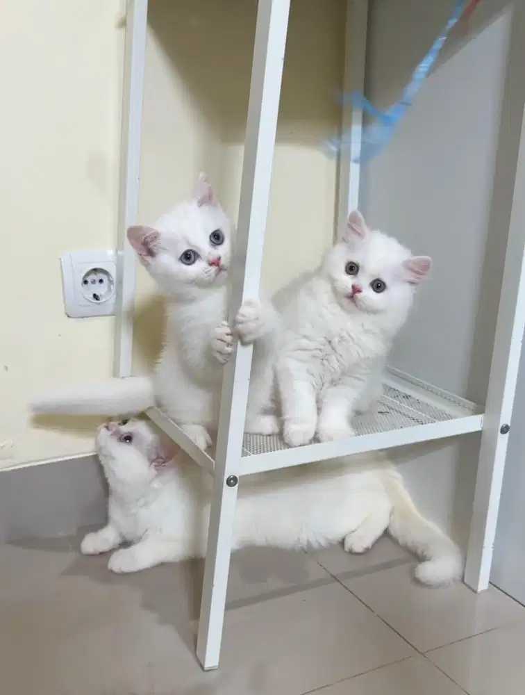 British shorthair kitten