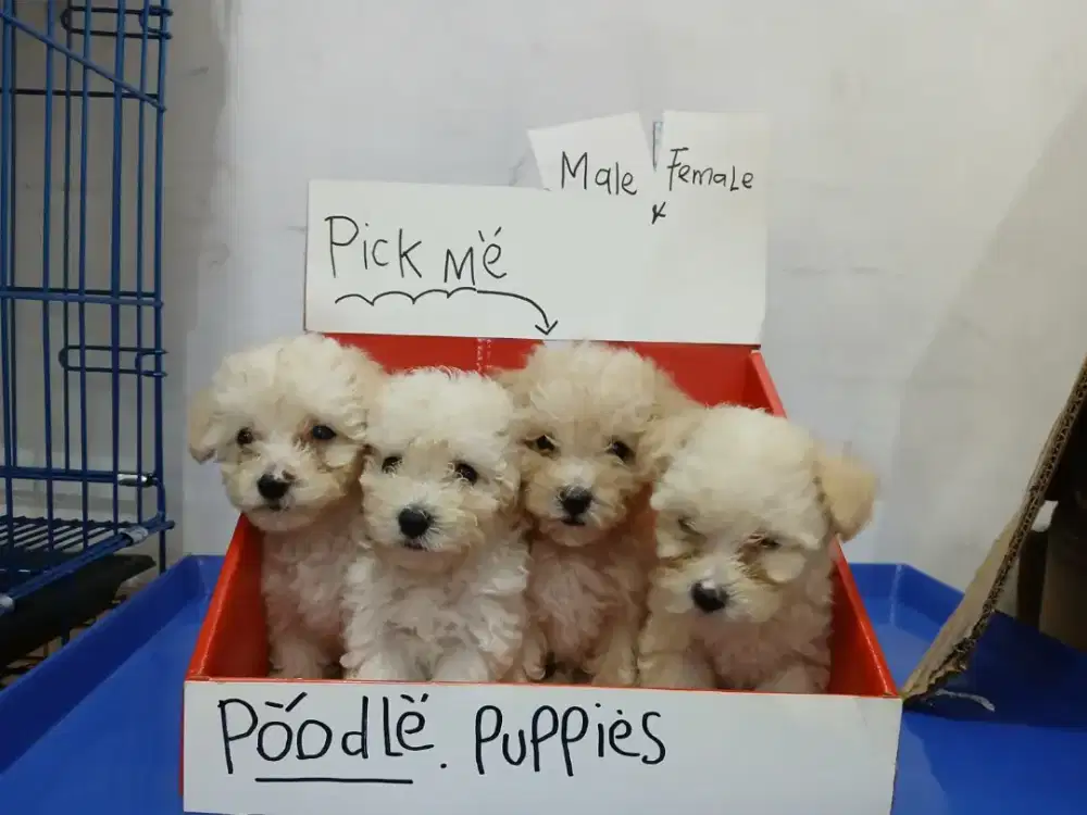 POODLE ANAKAN 3 BTN 1 MALE