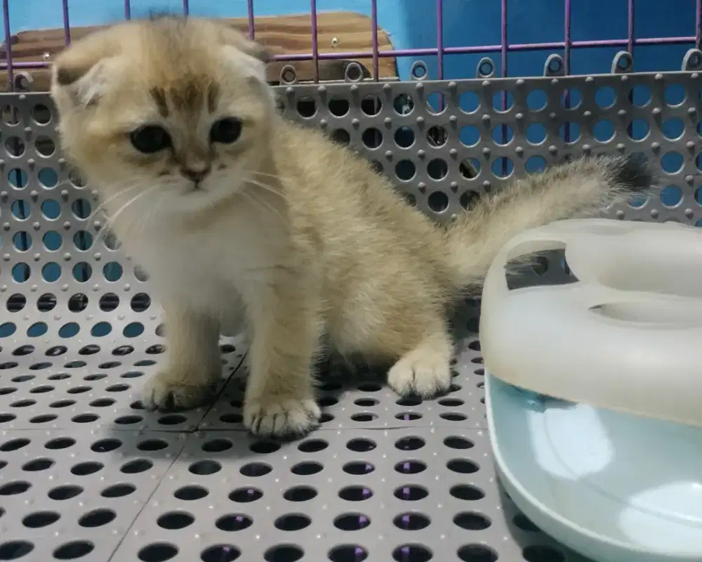 scottish fold golden jantan kitten anak import