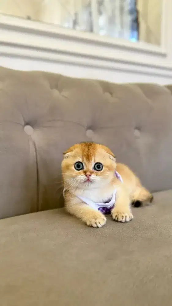scottish fold betina golden kitten anak import