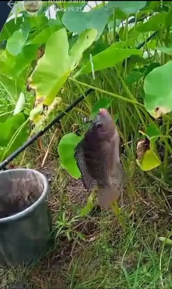 Mencari gawian yg setengh hari