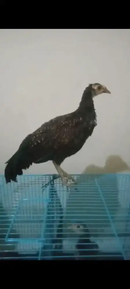 Ayam hutan hijau 6 bulan jinak tetesan