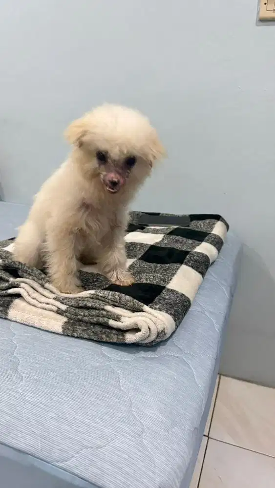 For free anakan poodle x pom