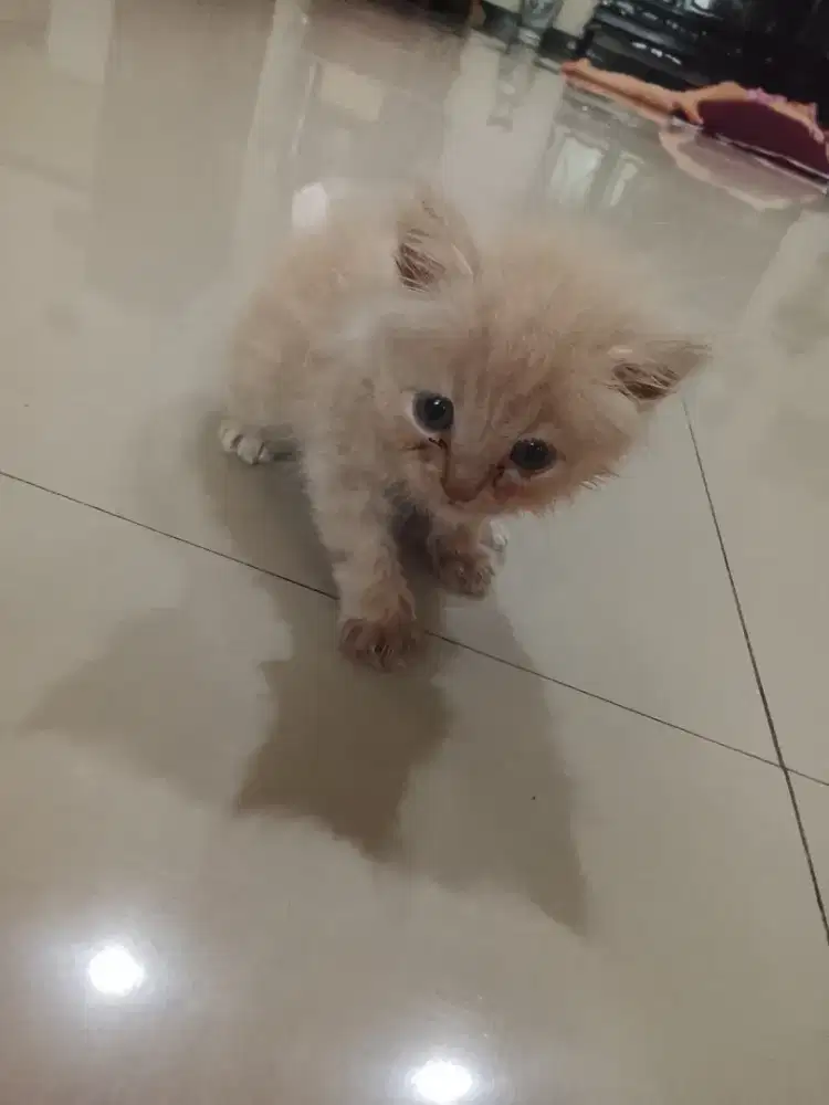 Kucing Anakan Persia