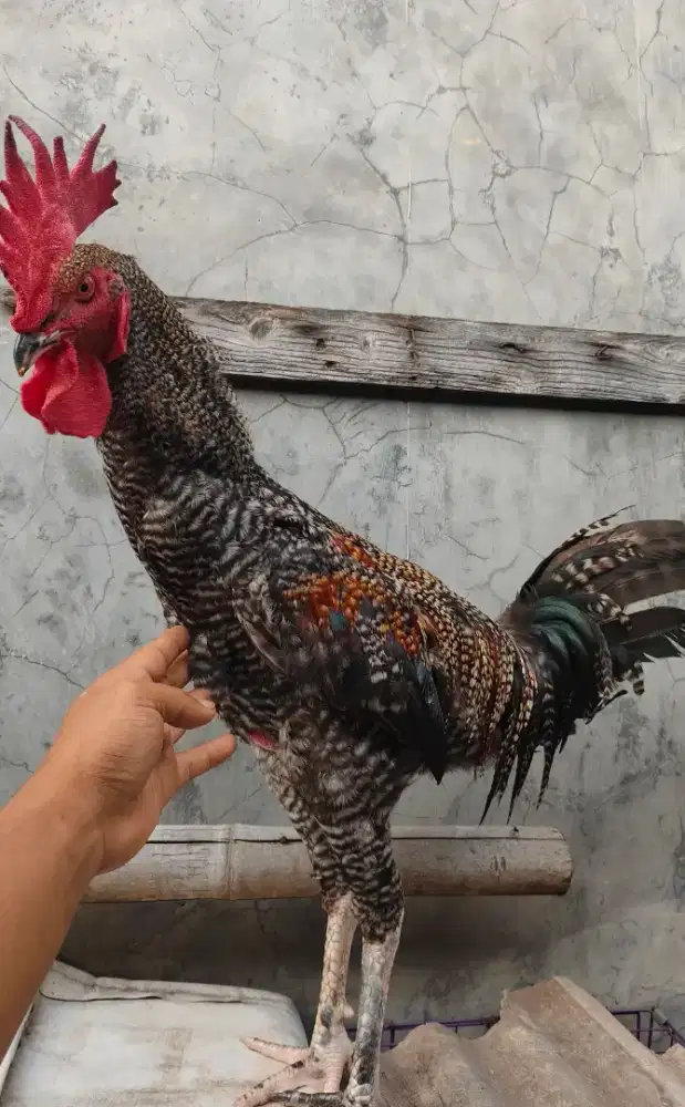 AYAM PELUNG MUDA (1pasang)
