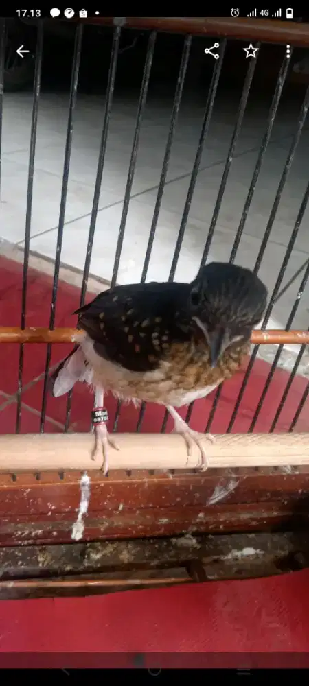 Terotol murai usia 1 bln