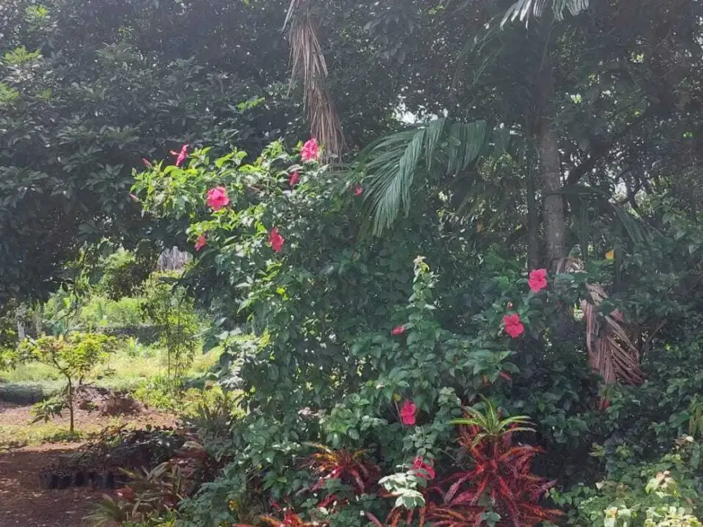 Dijual Cepat Tanah Di Pinggir Jalan Raya, Luas 6035m2 Sawangan, Depok