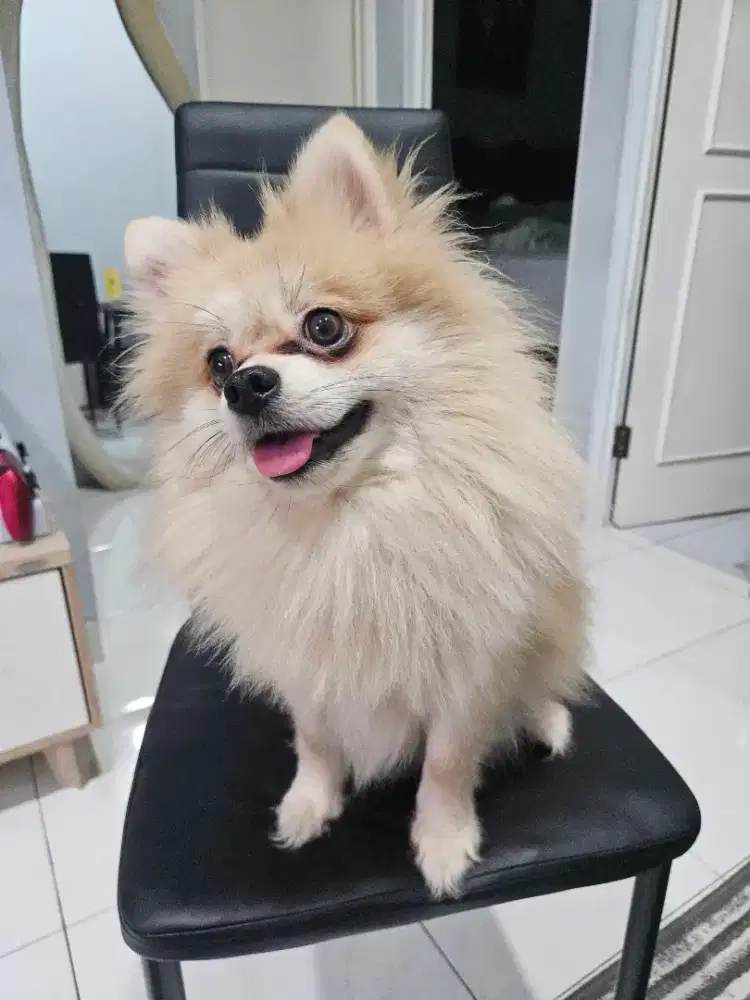 Mini Pom/ Minipom/ Super Mini Pom/ Superminipom/ Pomeranian