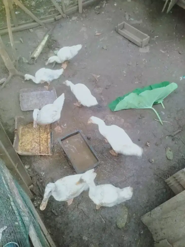 Jual bebek Peking super umur 3 bulan sehat dan gemuk