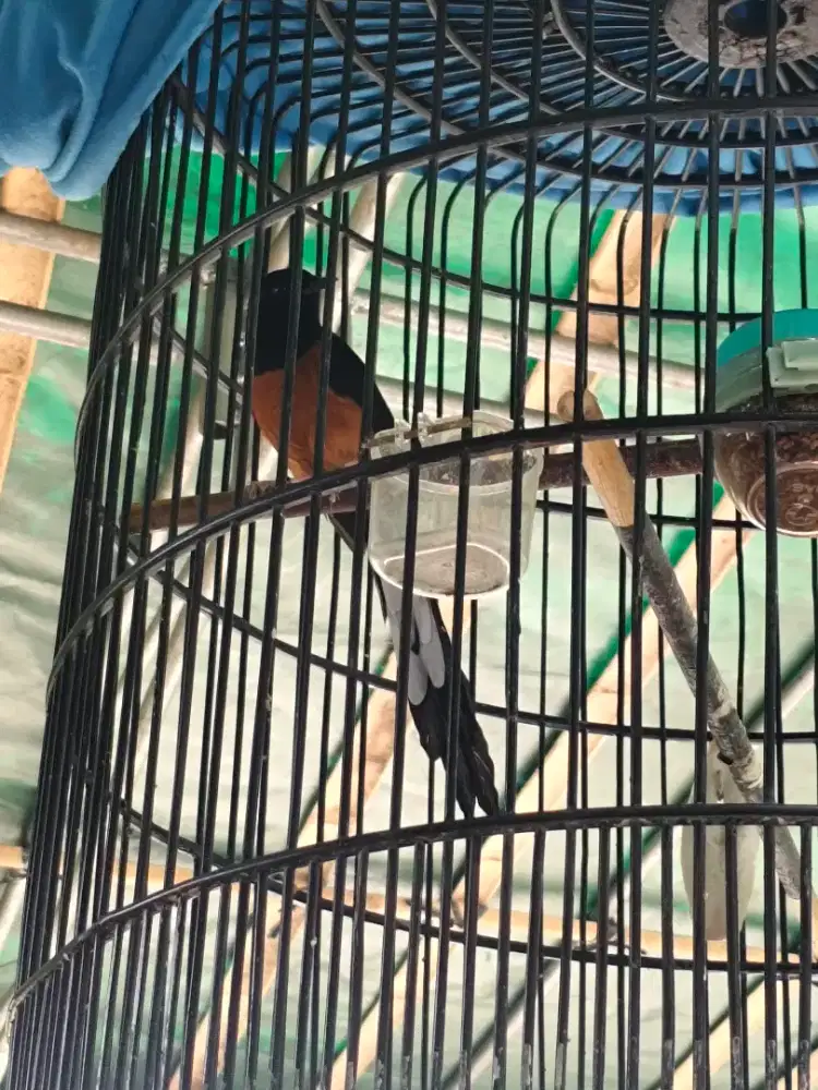 Murai mapan body besar ekor +-20