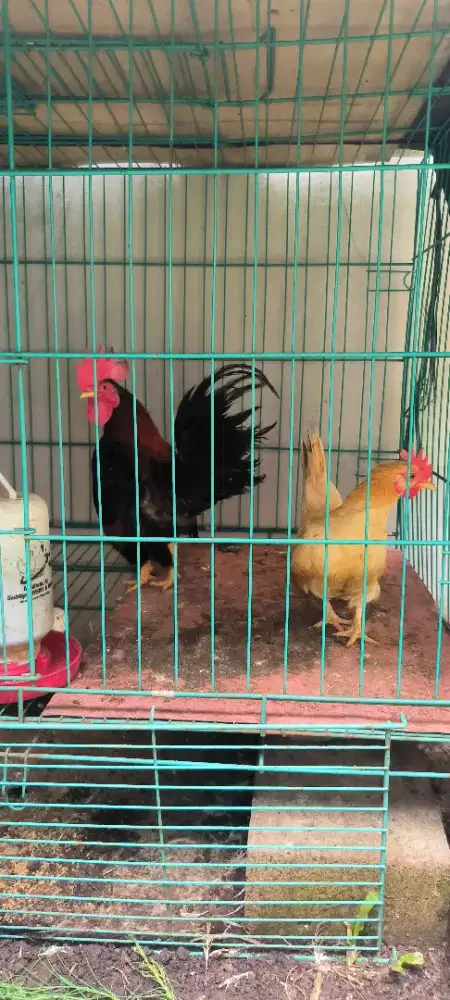 Ayam serama sepasang