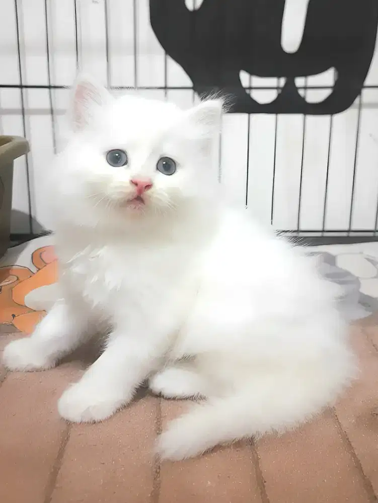 Kucing persia Jantan