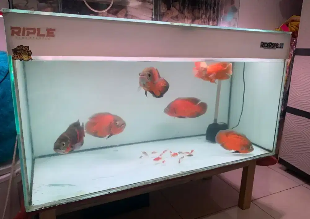 AQUARIUM DAN IKAN OSCAR