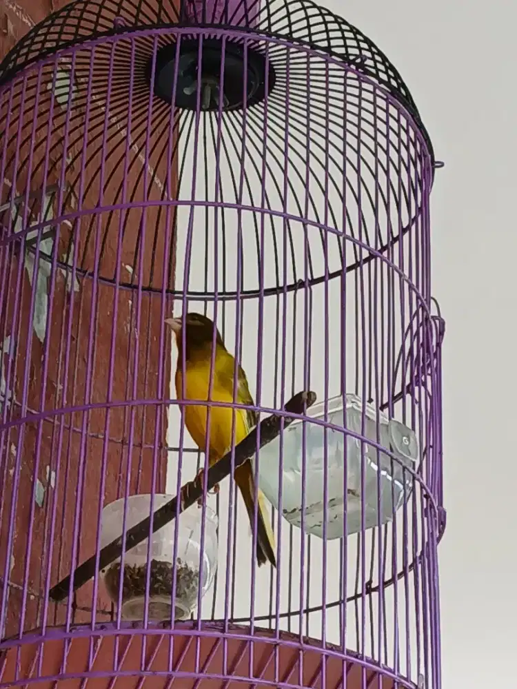 Kenari loperan gacoran suara melengking pagi siang malam rajin FS