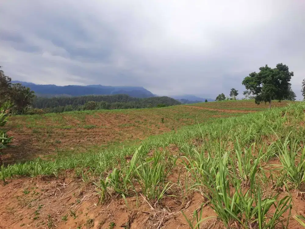 Tanah 6 hektar lebih akses mobil jabung malang