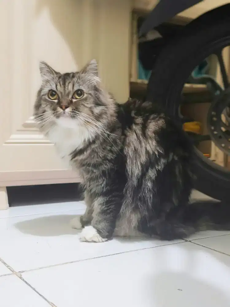 Open adopt kucing persia rumahan, bersih dan sehat