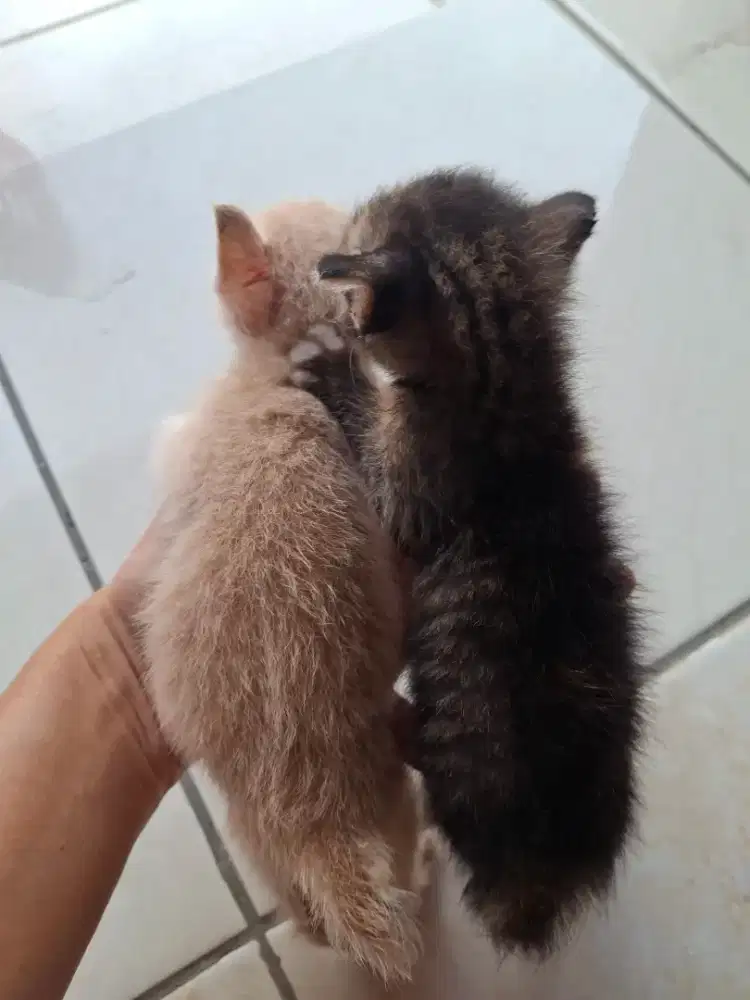 Kucing Mix dom 1 bulan lincah aktif