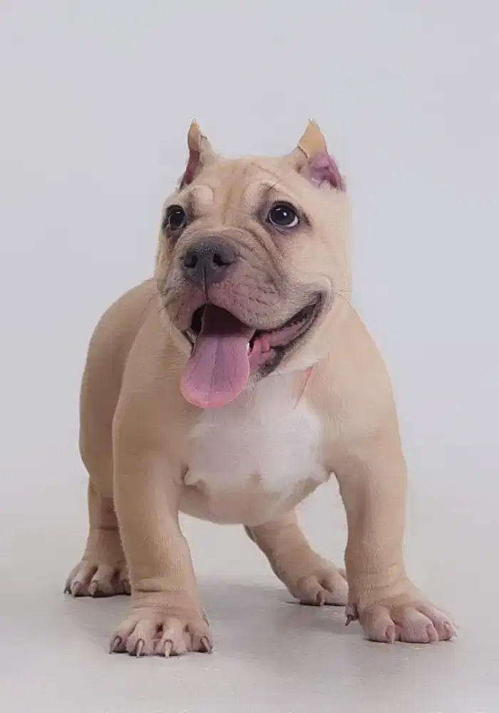 Exotic American Bully