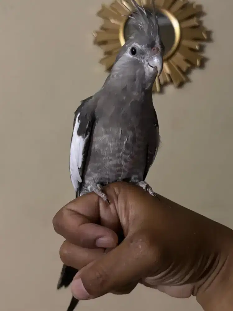 Burung Falk WF Jinak Total