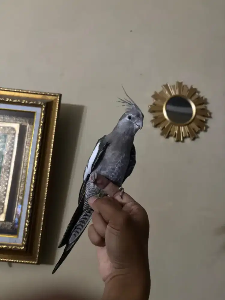 Parkit Australia WF Jinak Total