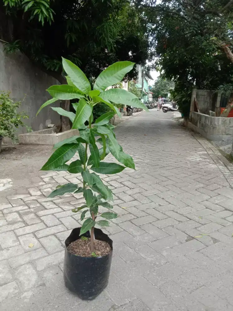 Tanaman Buah Mangga Manalagi