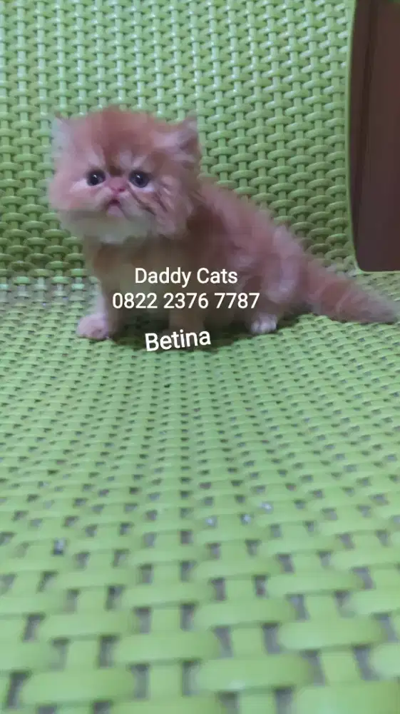 Kitten Persian Betina Siap Kirim²