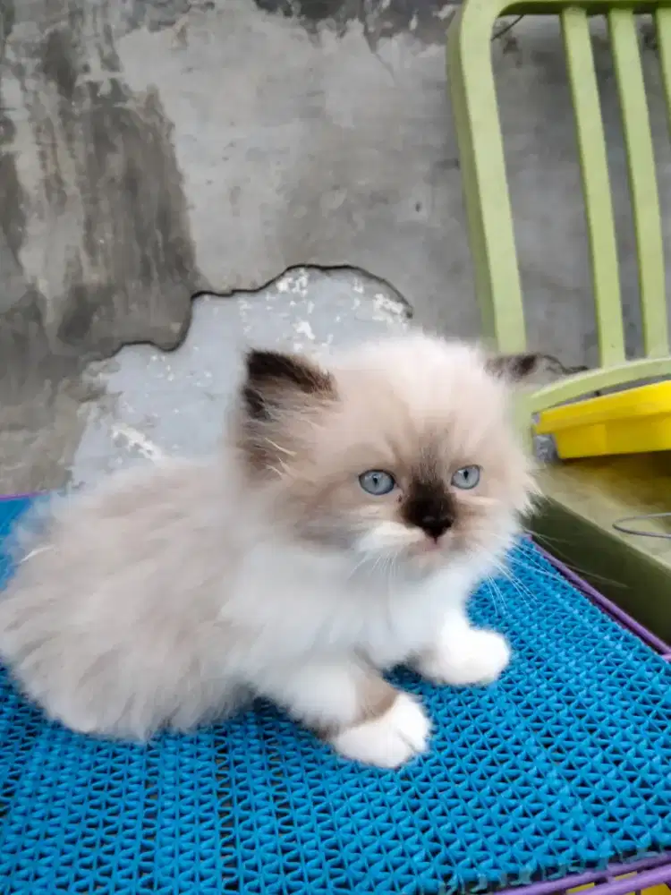 Kitten Ragdoll pure sealpoint