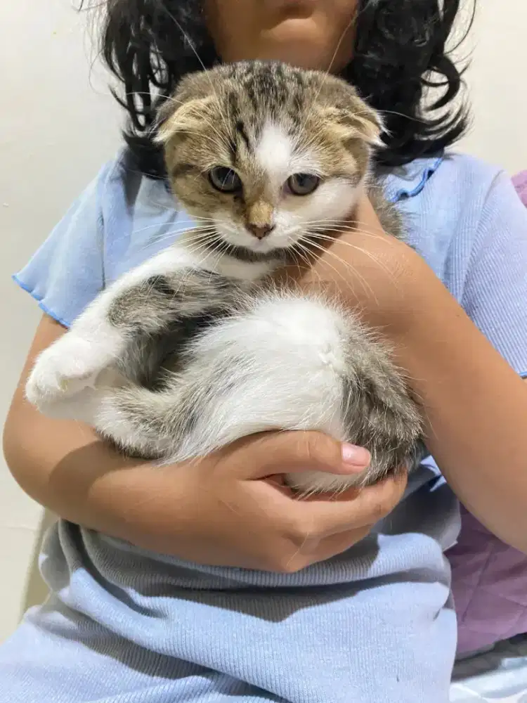 Kucing Scottish Fold