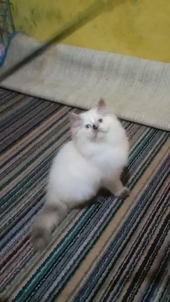 Kucing Persia Himalaya Betina