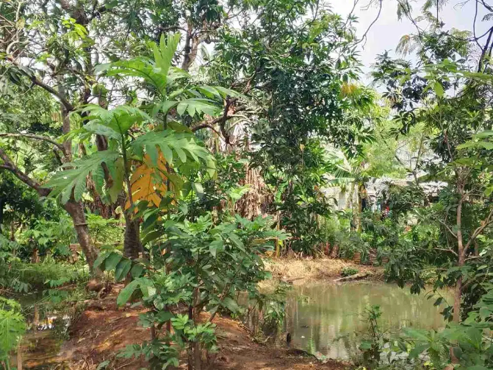 Dijual cepat kebon dan Empang Harga NJOP  di Cimanggis Depok