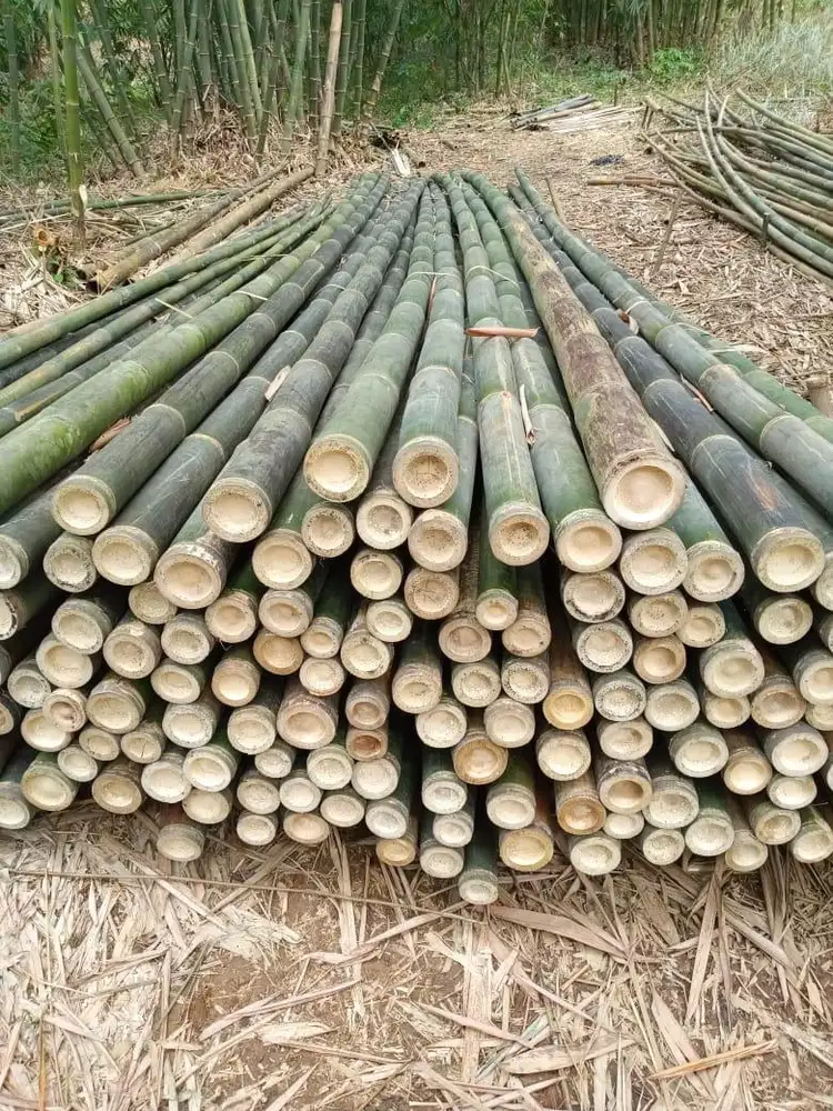 di jual bambu super