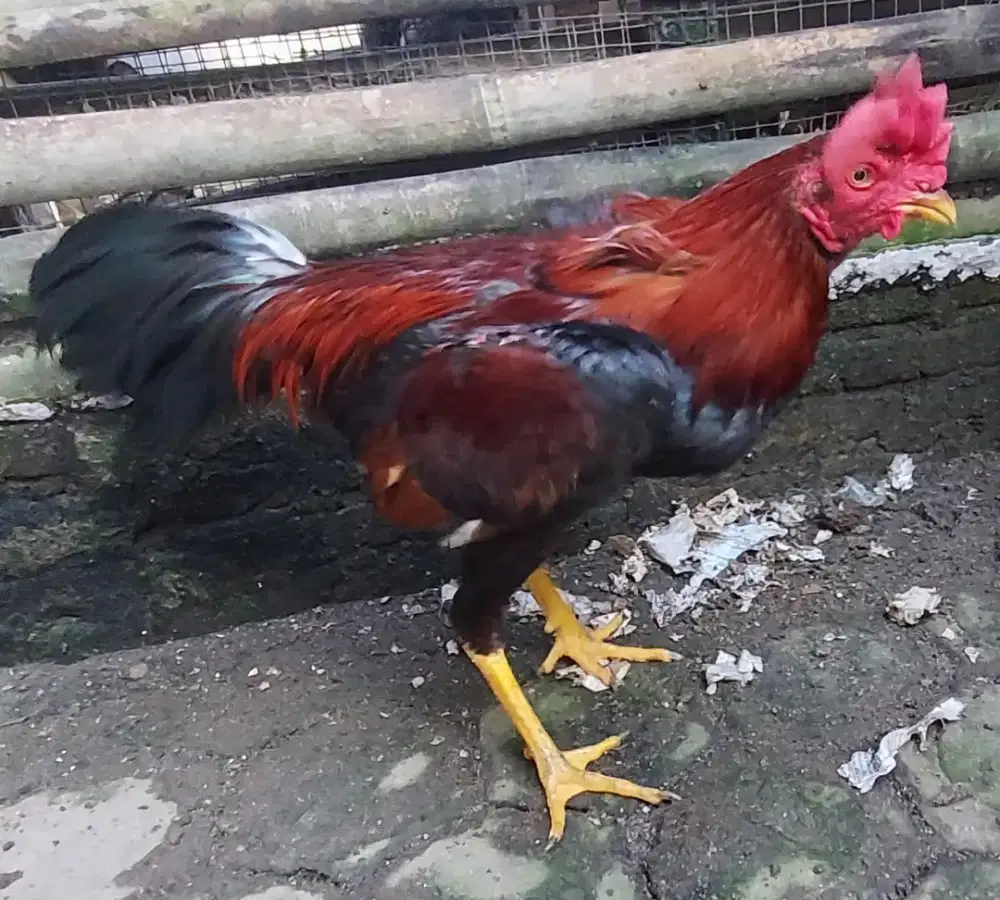 Ayam Pamangon Muda