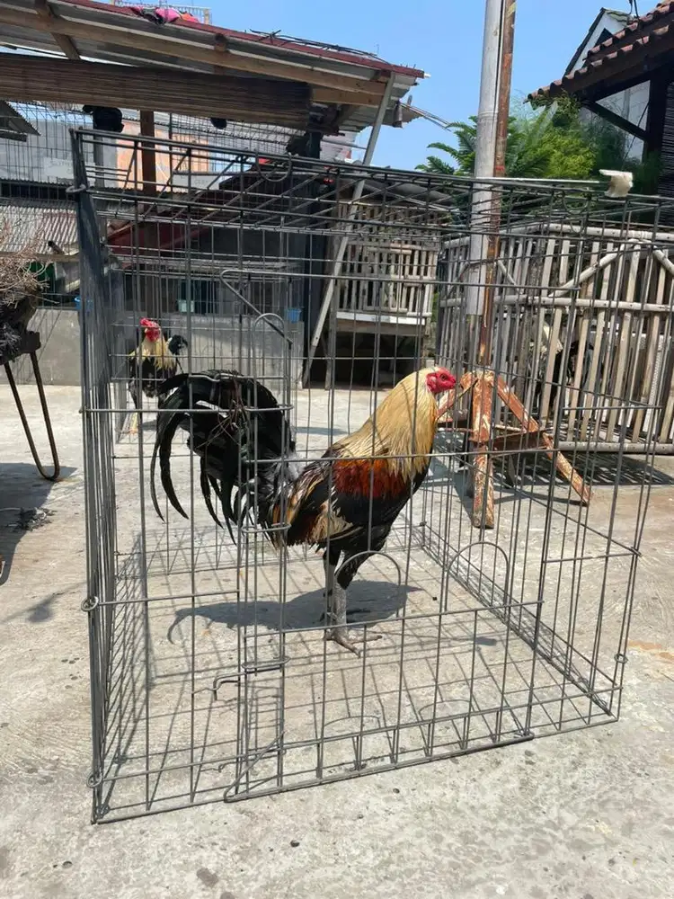 Ayam kampung philipin bekisar