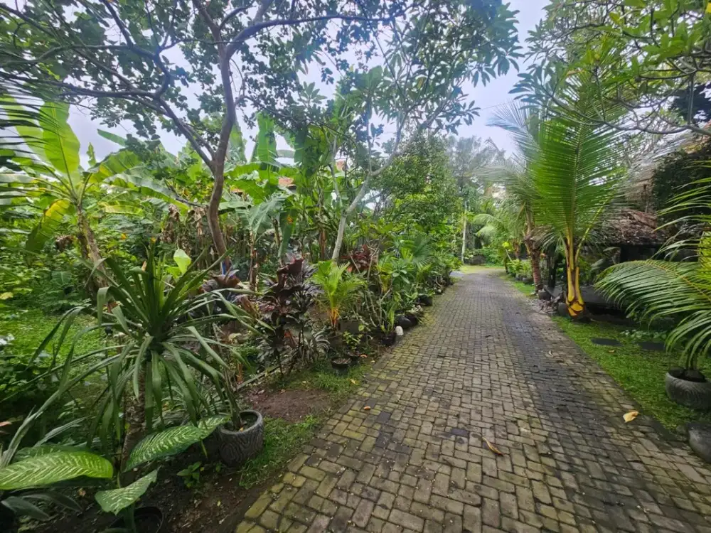 Tanah Beringin Dalung Padonan Canggu Badung