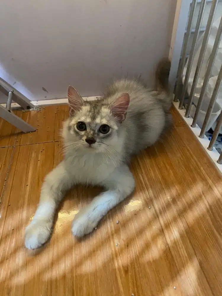 BSH (British Short Hair) & BLH (British Long Hair)