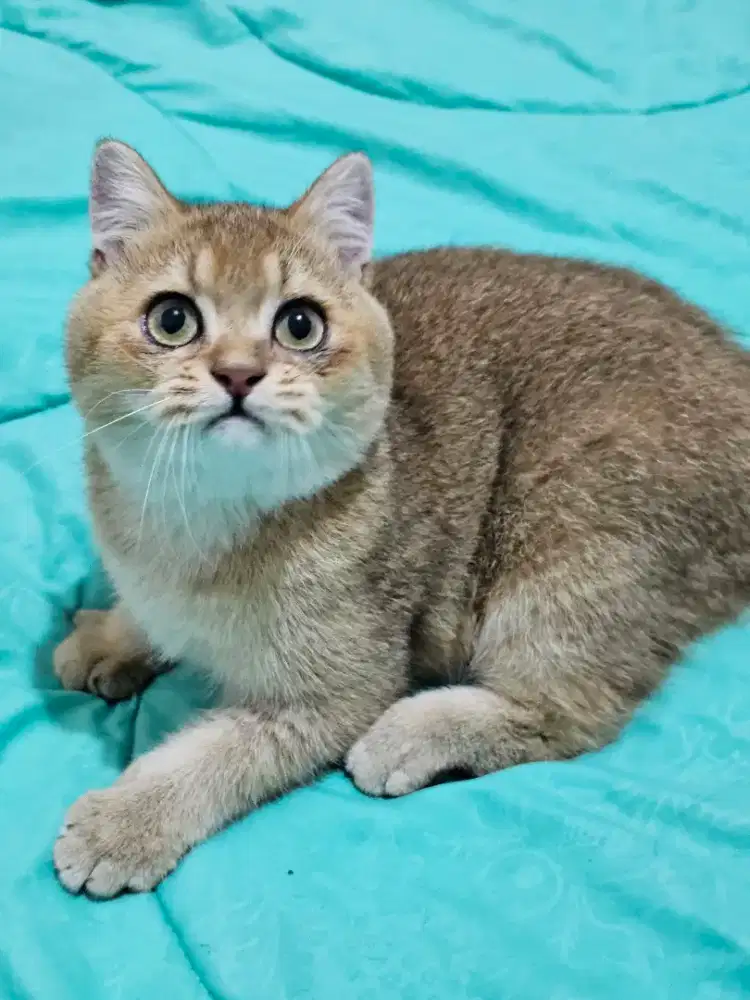 Kitten British Shorthair Golden