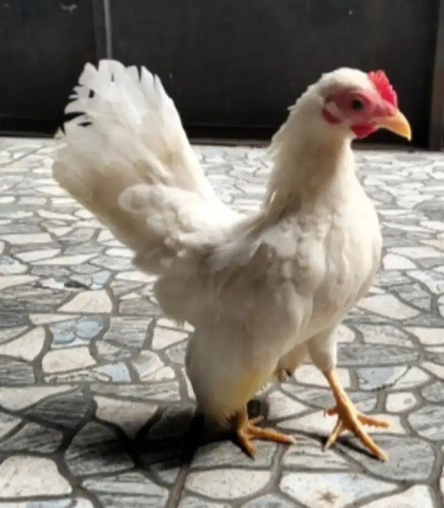 Ayam Serama bwtina