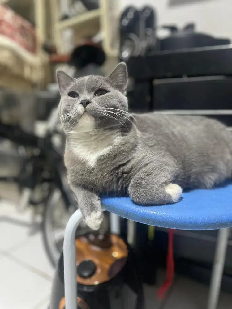 Kucing british shothair