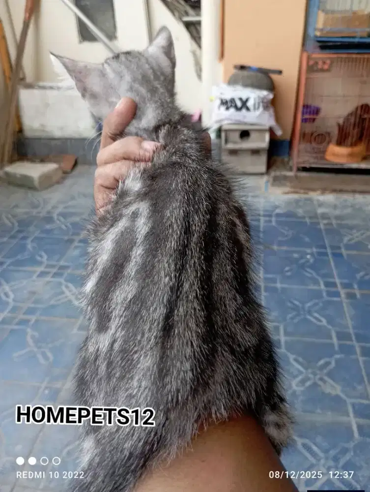 Kucing kitten Persia