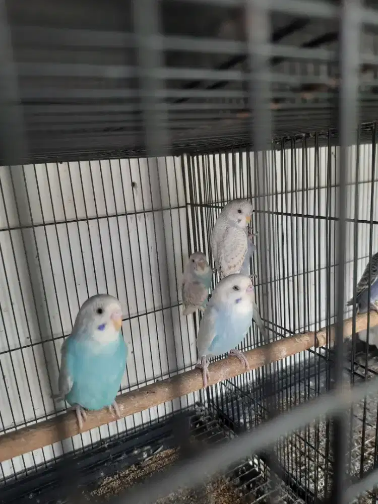 Burung parkit siapan