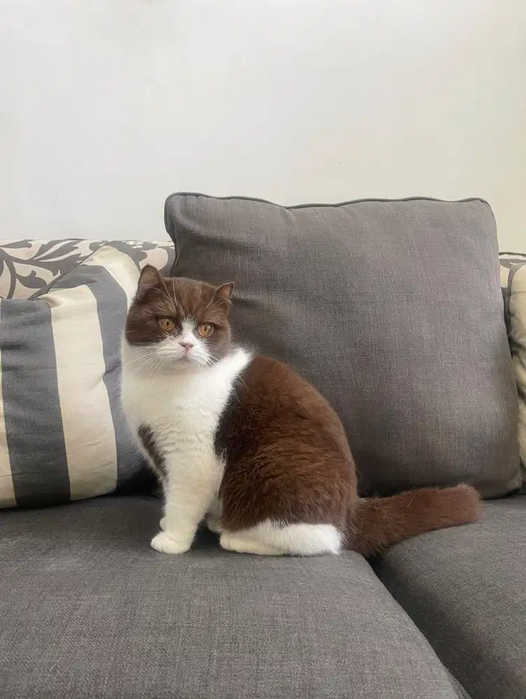 Kucing british shorthair / BSH cinnamon BETINA