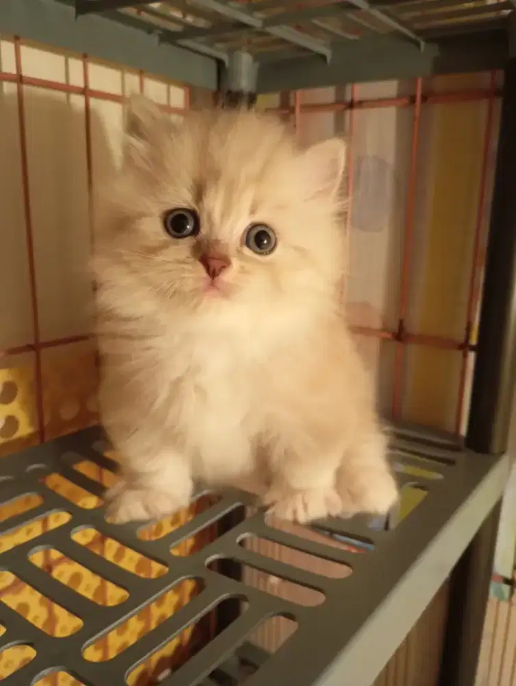 Munchkin kitten jantan bulu lebat