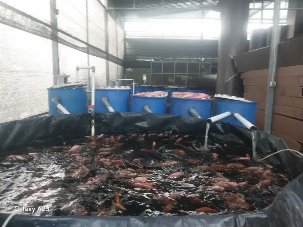 Bak kolam pembesaran ikan siap pakai