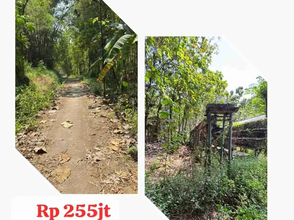 Tanah Pekarangan Murah Bisa untuk Kandang