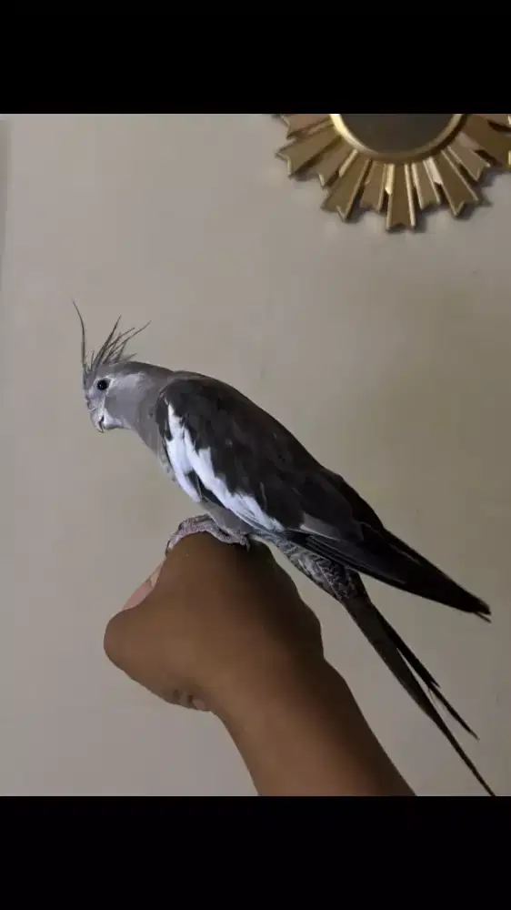 Falk Australia Jinak Total