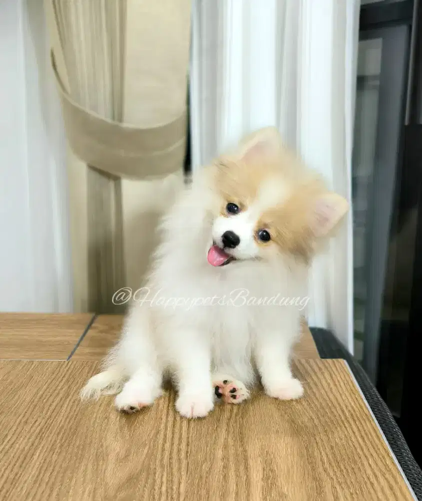 Minipom Party Colours ( betina )